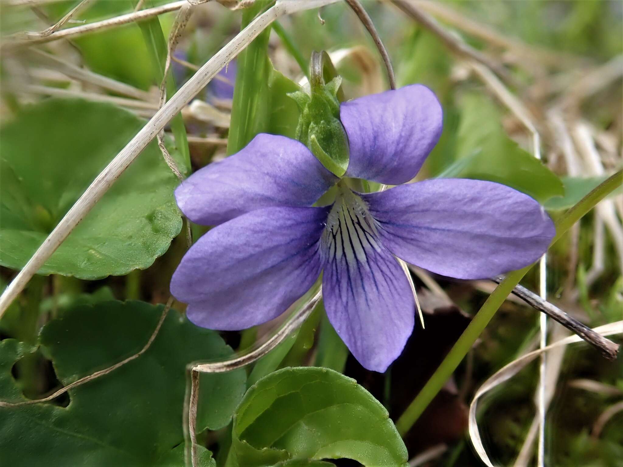 Слика од Viola cucullata Ait.