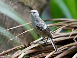 Image of Henderson Island Reed-Warbler
