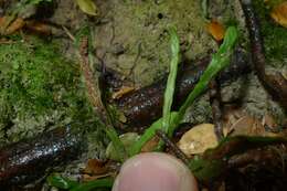 Image of Notogrammitis ciliata (Col.) Parris