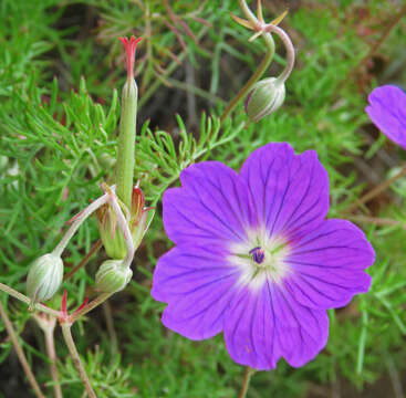 Image of Carpet geranium