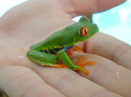 Image of Red-eyed Leaf frog