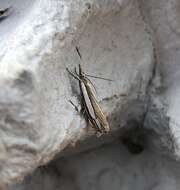 Crambus silvella Hübner (1810) resmi