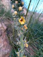 Imagem de Verbascum rotundifolium Ten.