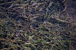 Image of Lesser Pondweed