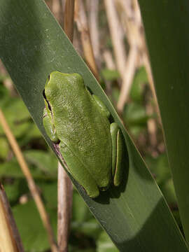 Image of Sardinian Tree Frog