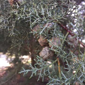 Image of Smooth Arizona Cypress