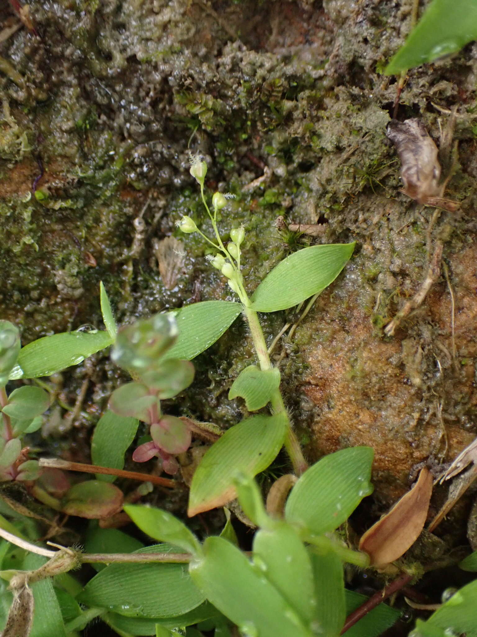 Image of Isachne myosotis Nees