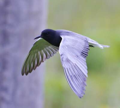 Image of Black Tern