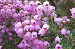 Image de Erica caterviflora Salisb.