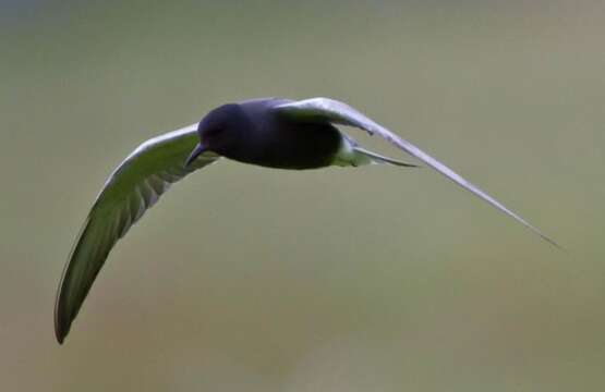 Image of Black Tern