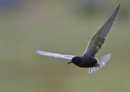 Image of Black Tern