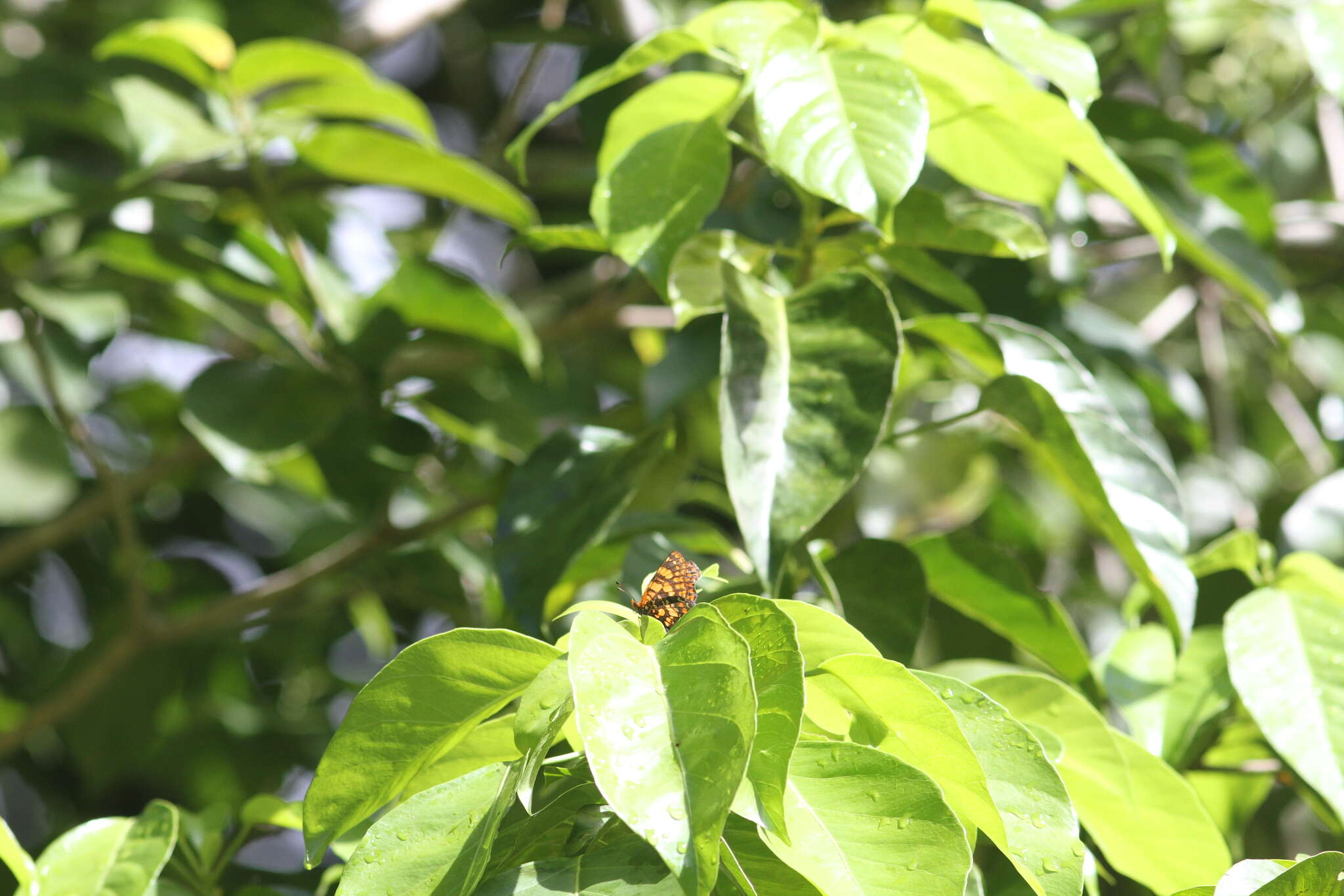 Image of Puerto Rican Checkerspot