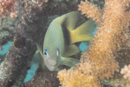 Image of Johnston Island Damsel