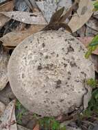 Image de Amanita luteolovelata D. A. Reid 1978