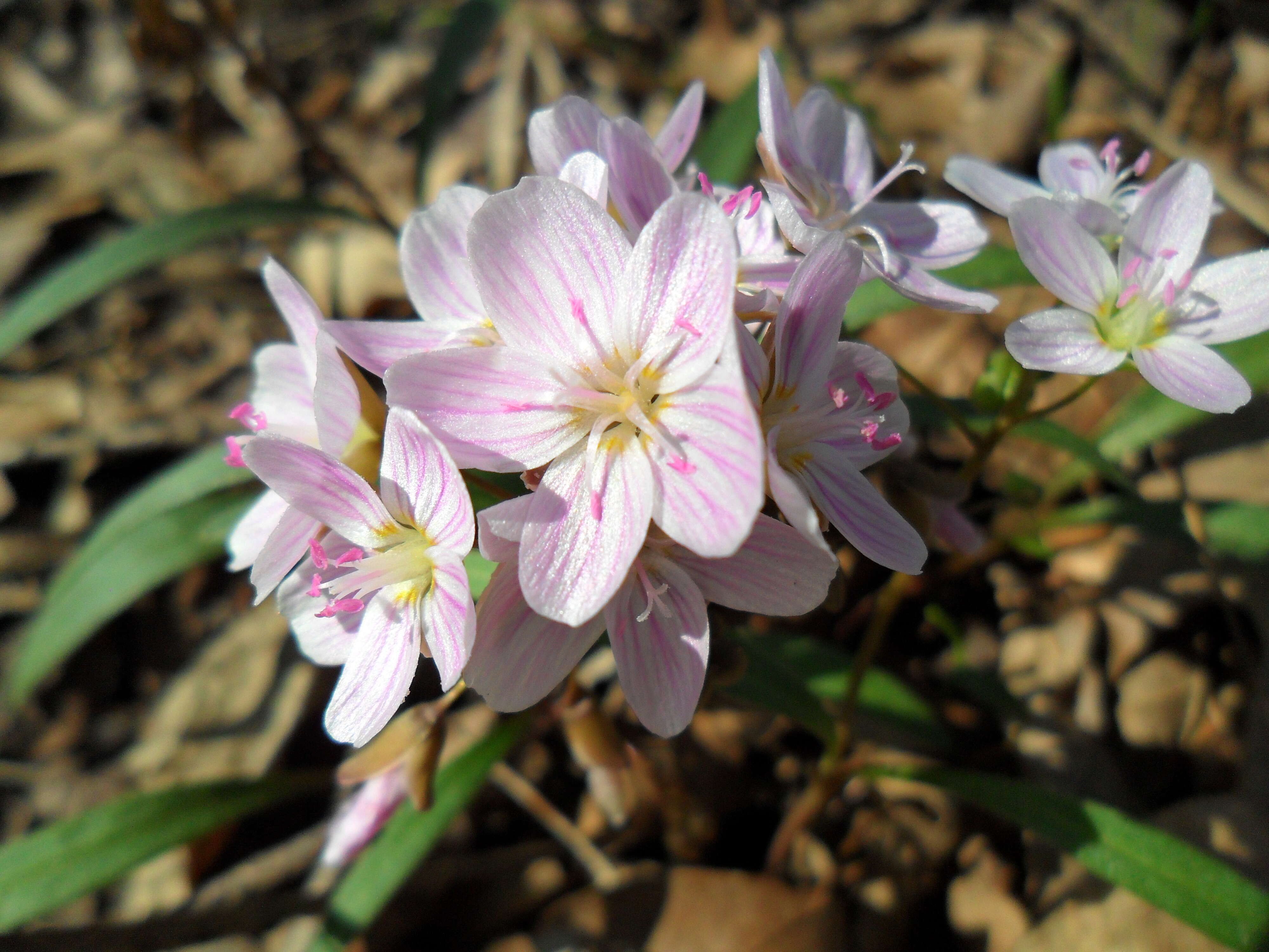 Image of lanceleaf springbeauty