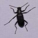 Image of Slender-necked Darkling Beetle