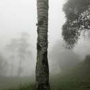 Image of Wax palm