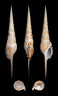 Tibia fusus (Linnaeus 1758) resmi