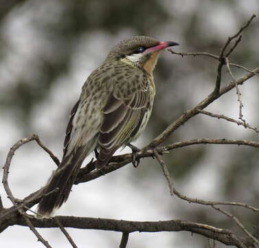 صورة Acanthagenys Gould 1838