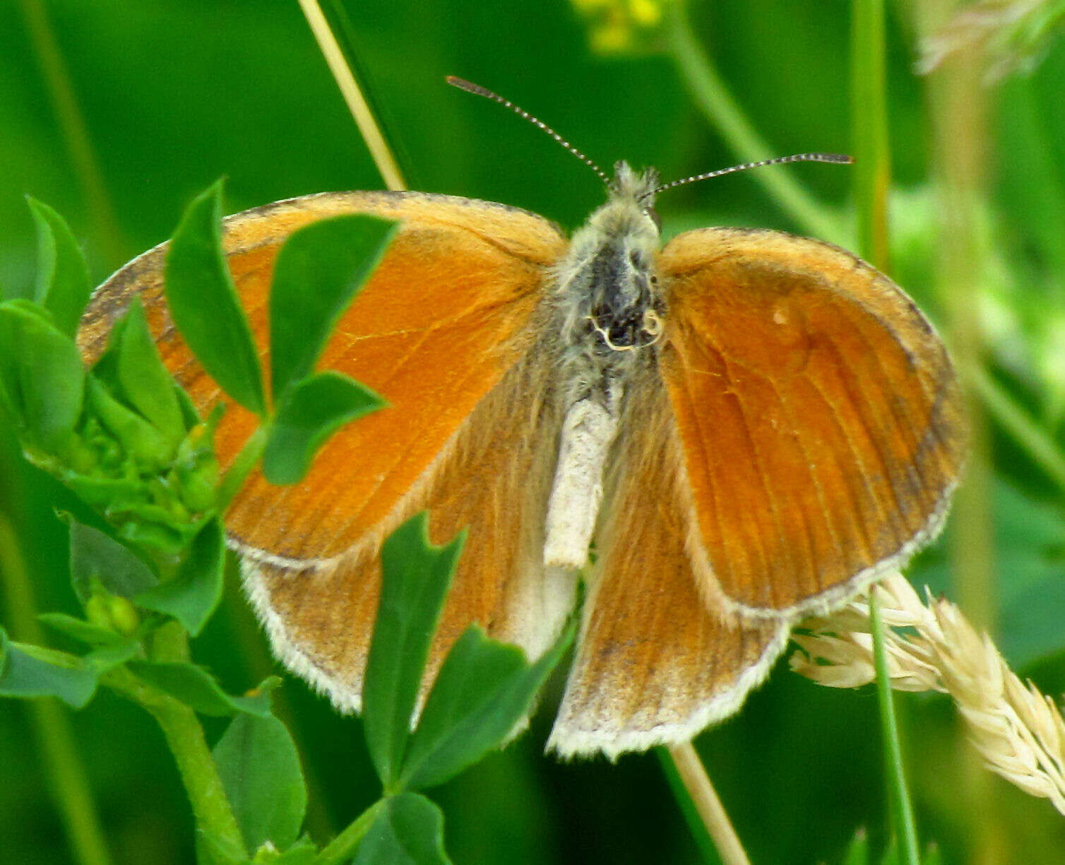 Image of Common Ringlet