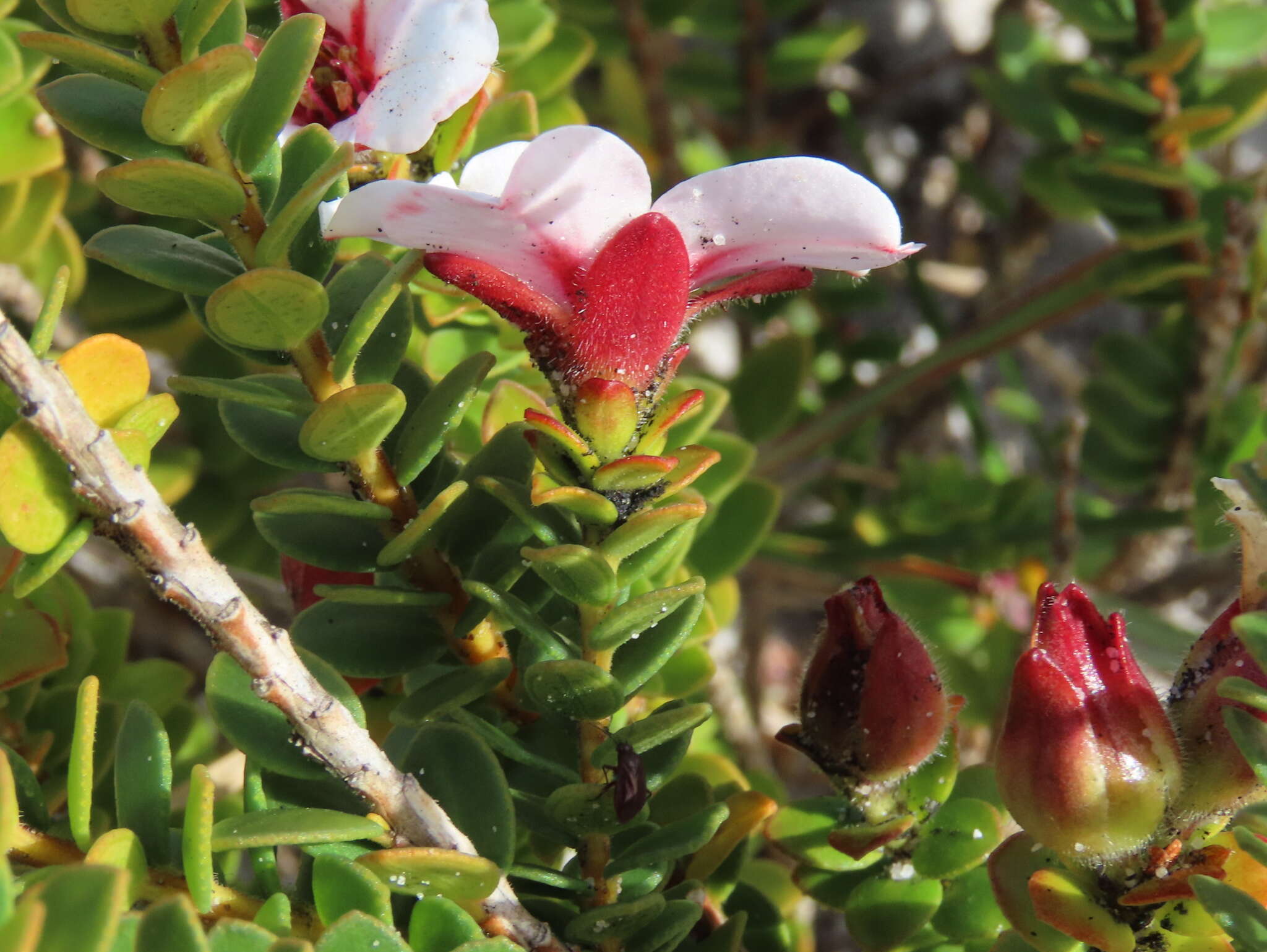 Image of Adenandra villosa subsp. villosa