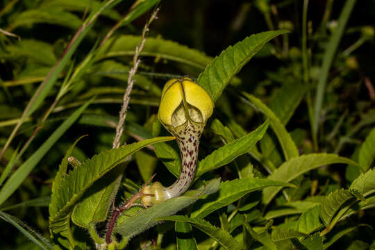 صورة Ceropegia hirsuta Wight & Arn.