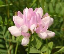 Image of crown vetch