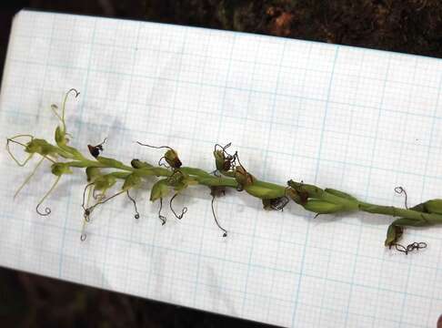 Image of Long Tentacle Orchid