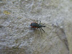 صورة Rhynocoris Hahn 1834