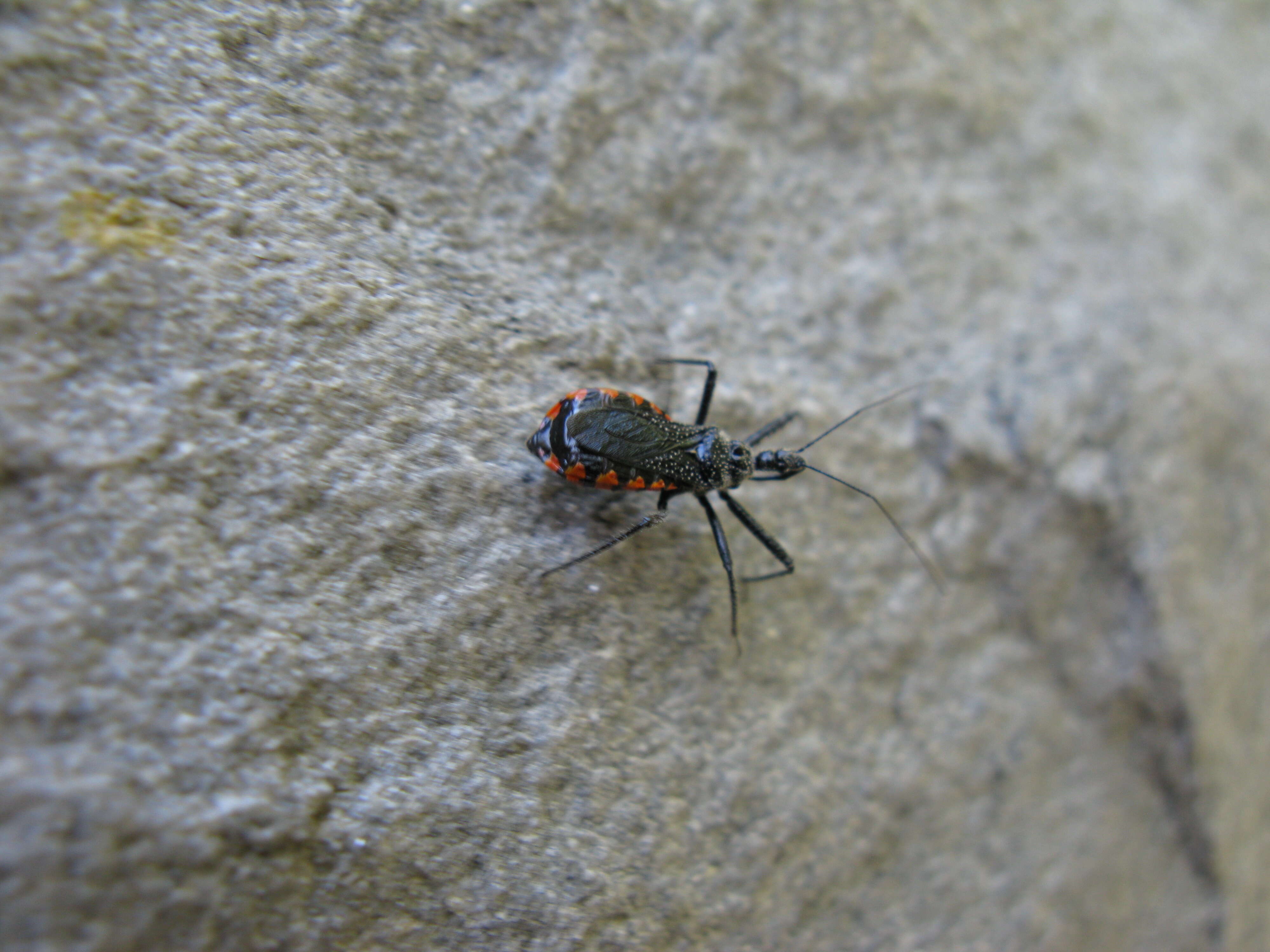 صورة Rhynocoris Hahn 1834