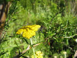 صورة Rhynocoris Hahn 1834