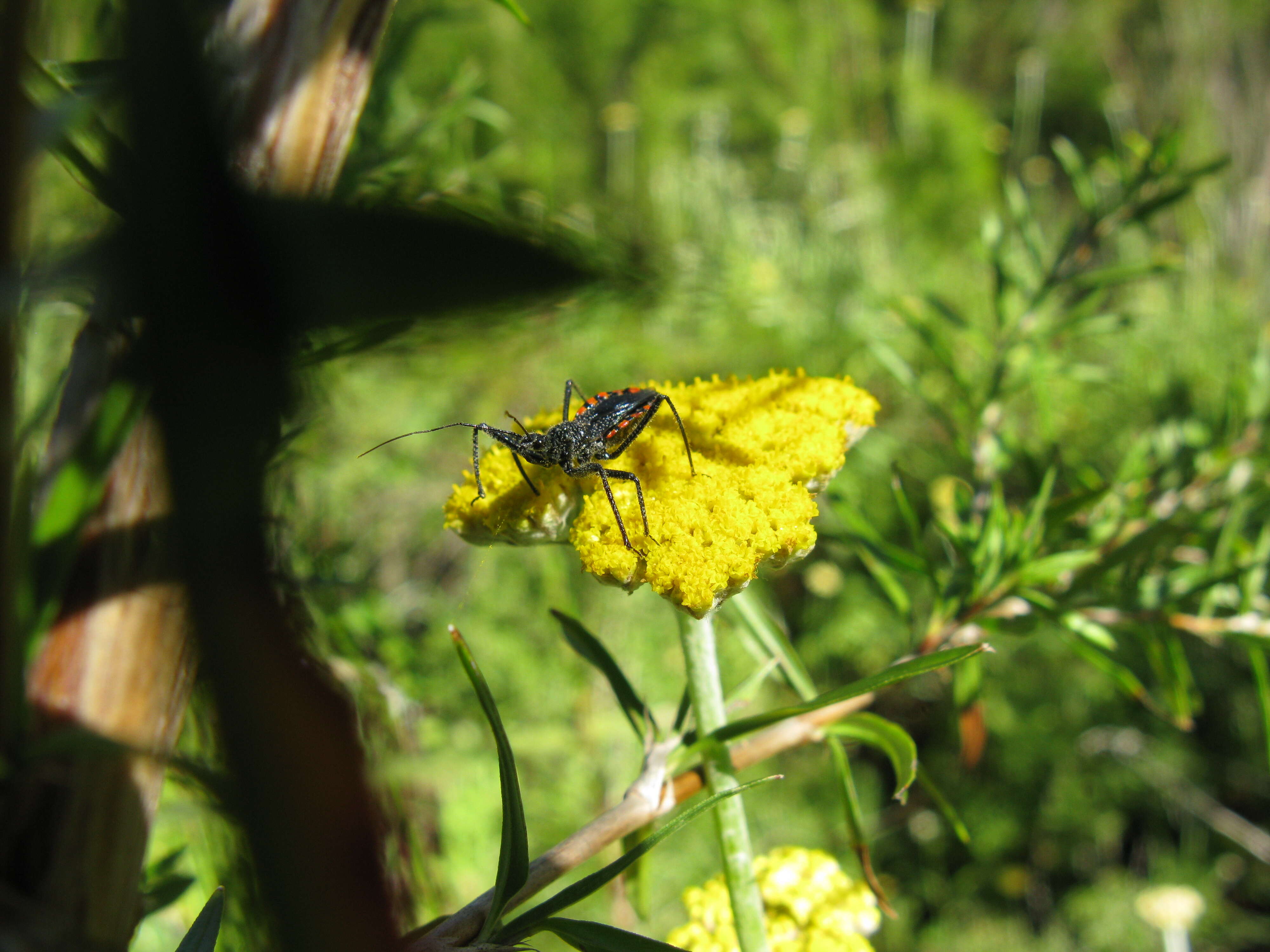 صورة Rhynocoris Hahn 1834