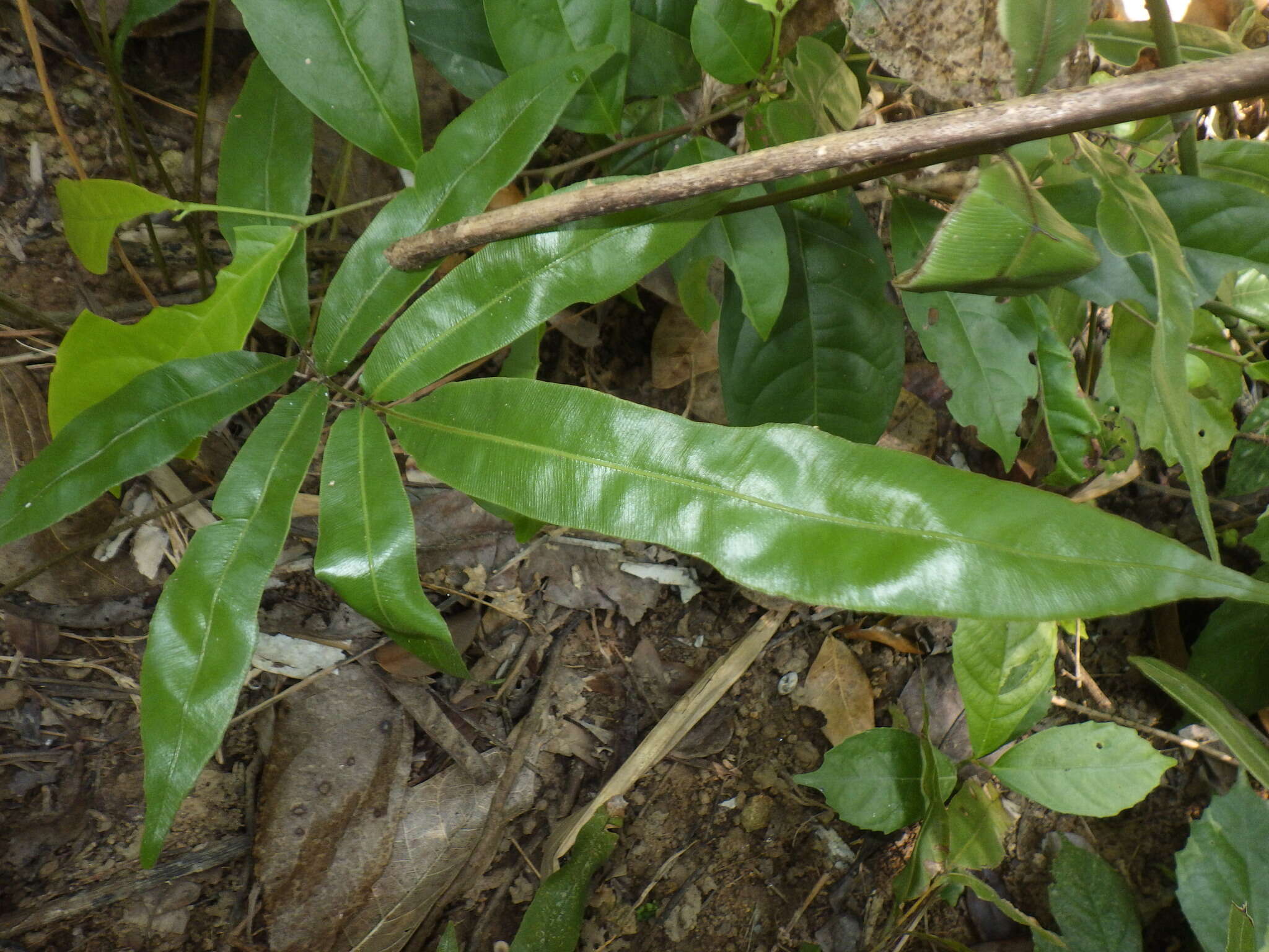 Image of Pteris venusta Kunze