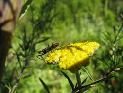 صورة Rhynocoris Hahn 1834