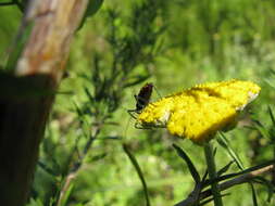 صورة Rhynocoris Hahn 1834