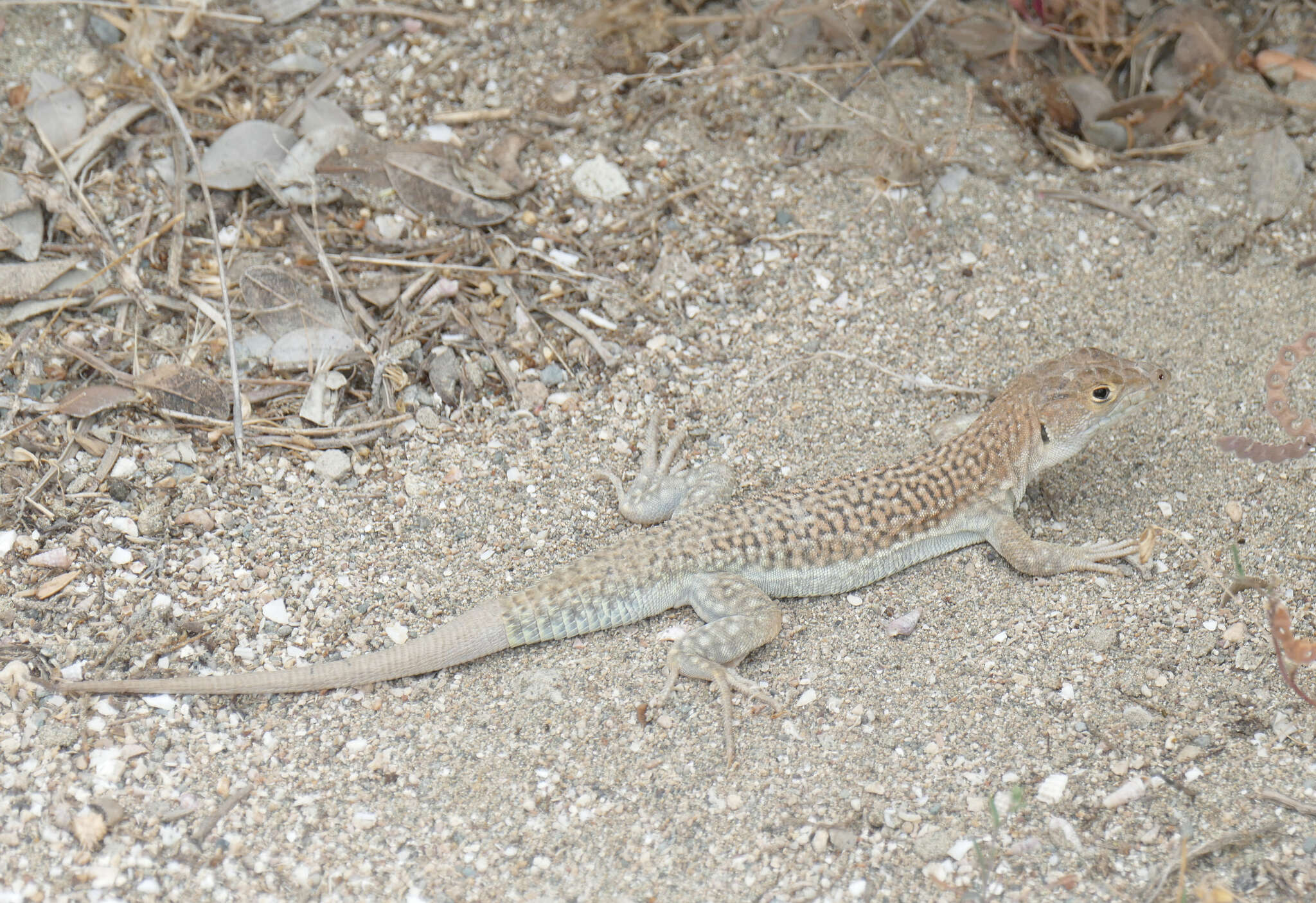 Image of Schreiber's Fringe-fingered Lizard