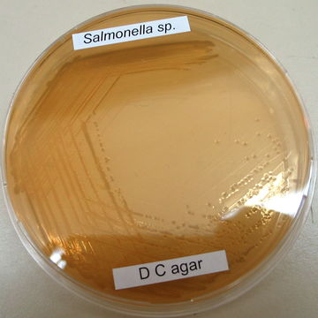 Image of Salmonella