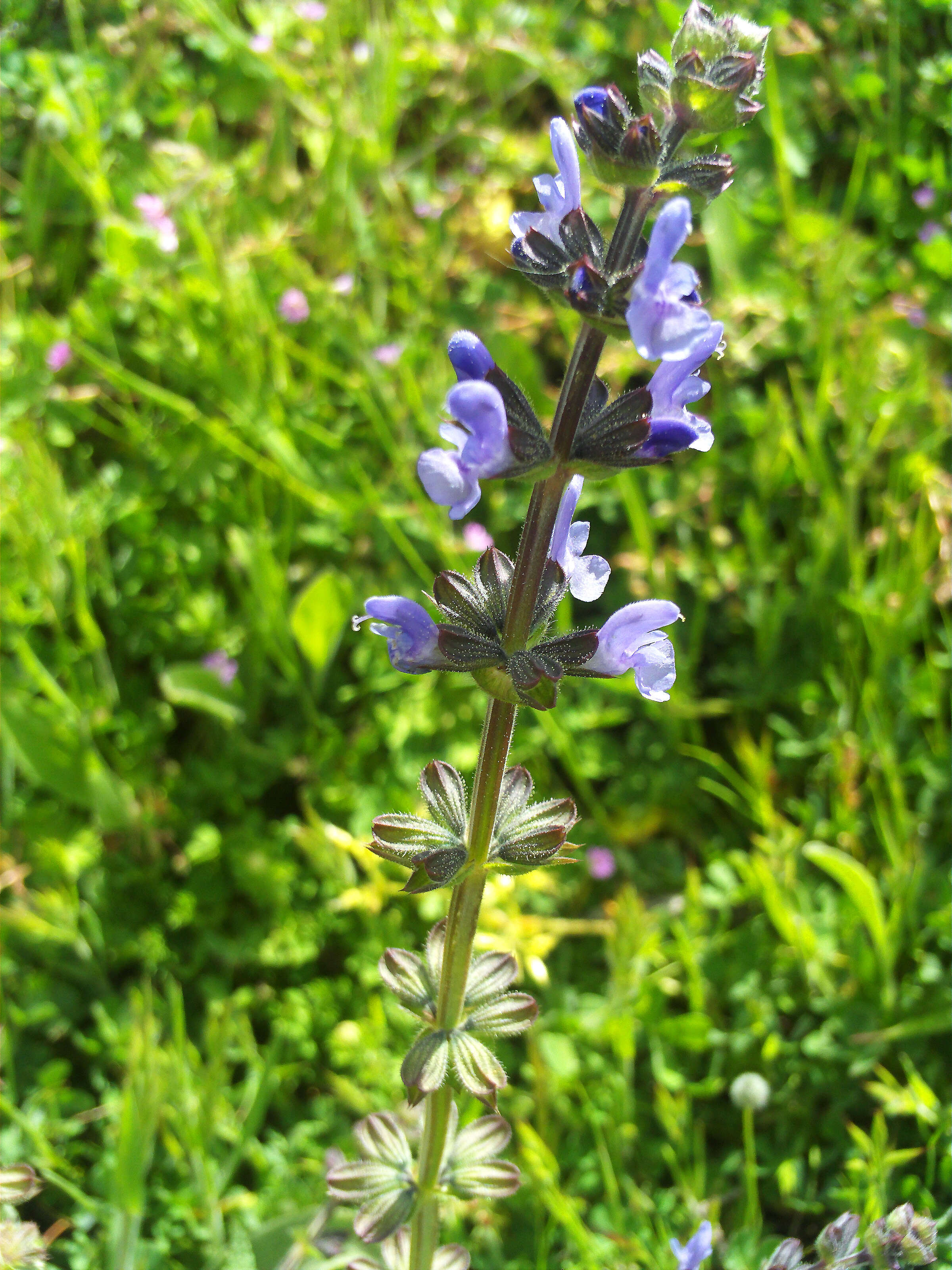 Image of verbena sage