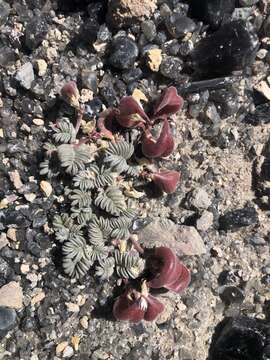 Image de Astragalus monoensis Barneby