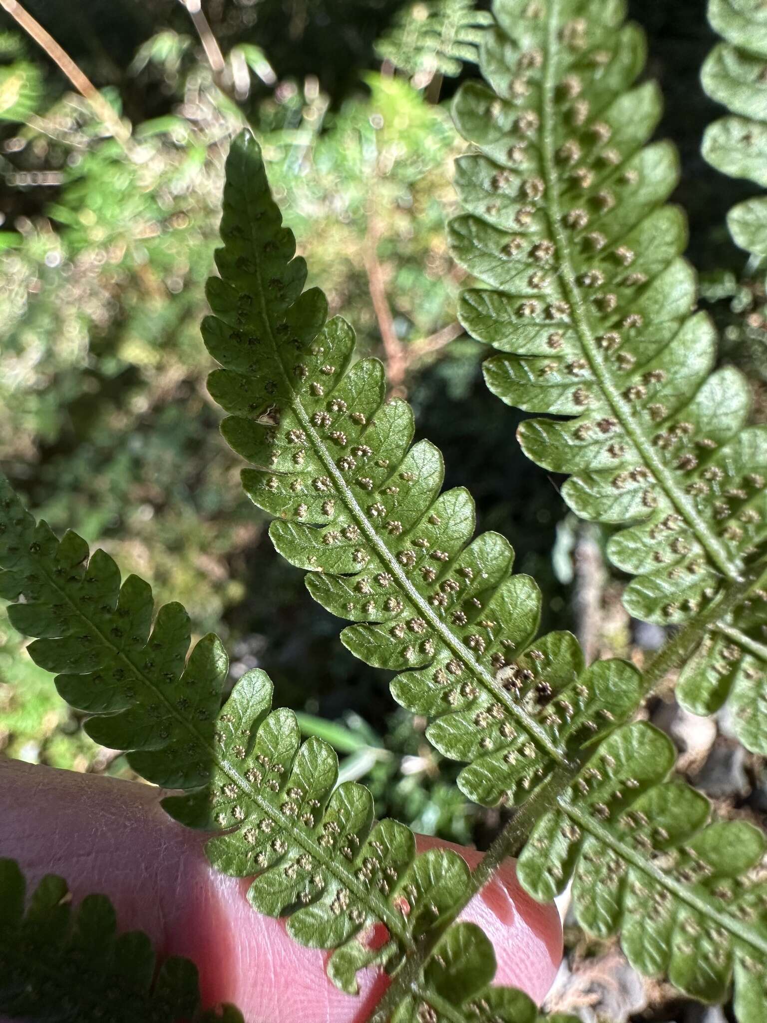 Image of Metathelypteris gracilescens (Bl.) Ching