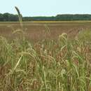 Image of Giant Bristle Grass