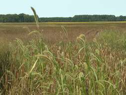 Image of Giant Bristle Grass