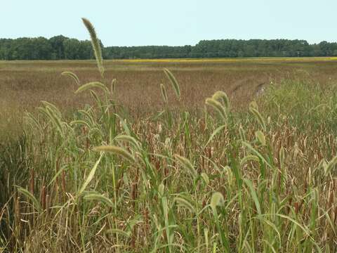 Image of Giant Bristle Grass