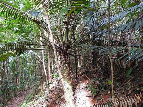 Image of Lepidozamia hopei Regel