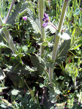 Image of verbena sage