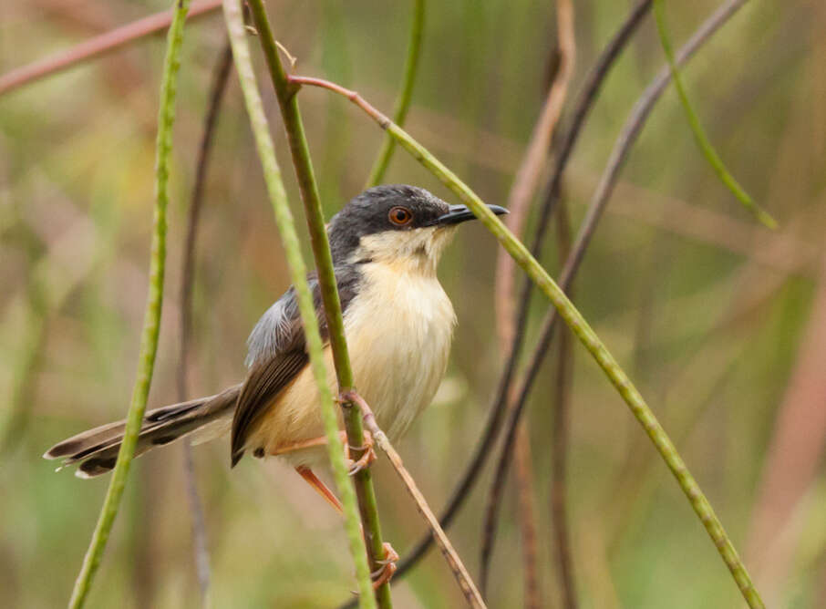 Image of Ashy Prinia