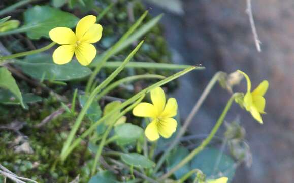 Слика од Viola barroetana Schaffn. ex Hemsl.