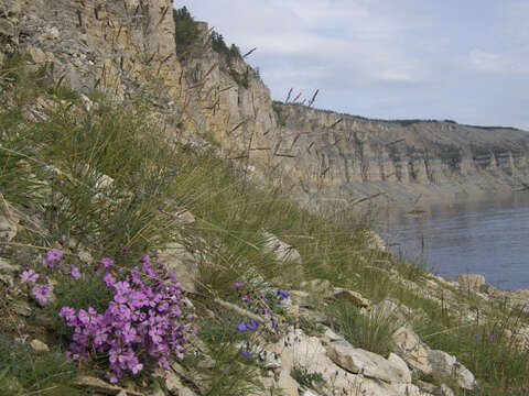 Image of boreal carnation