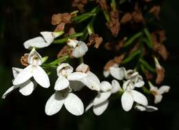 Слика од Disa tripetaloides (L. fil.) N. E. Br.