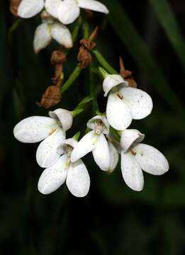 Слика од Disa tripetaloides (L. fil.) N. E. Br.